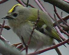 Goldcrest