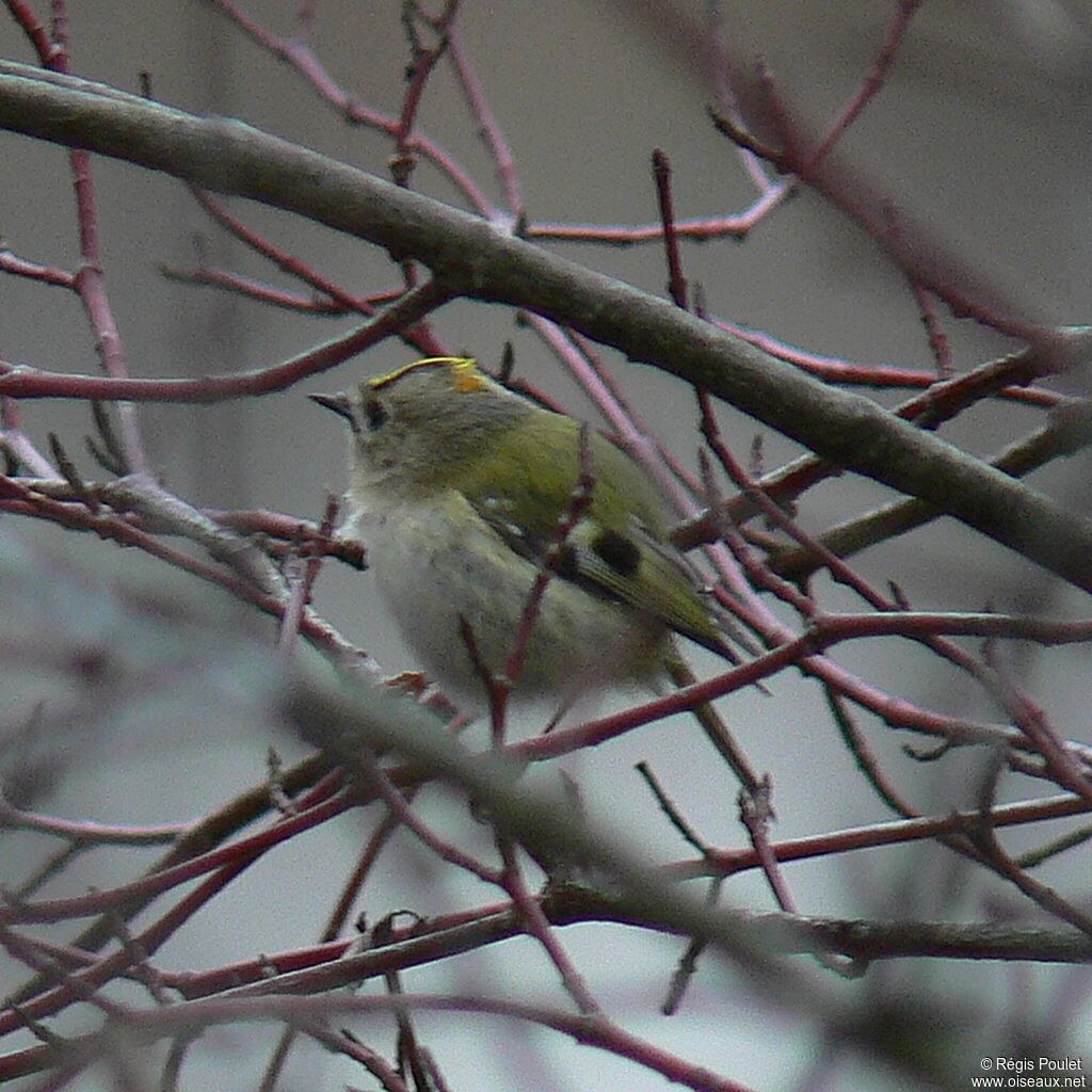 Goldcrest