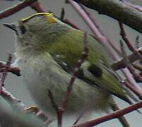 Goldcrest