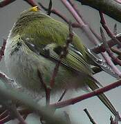 Goldcrest