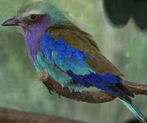 Lilac-breasted Roller