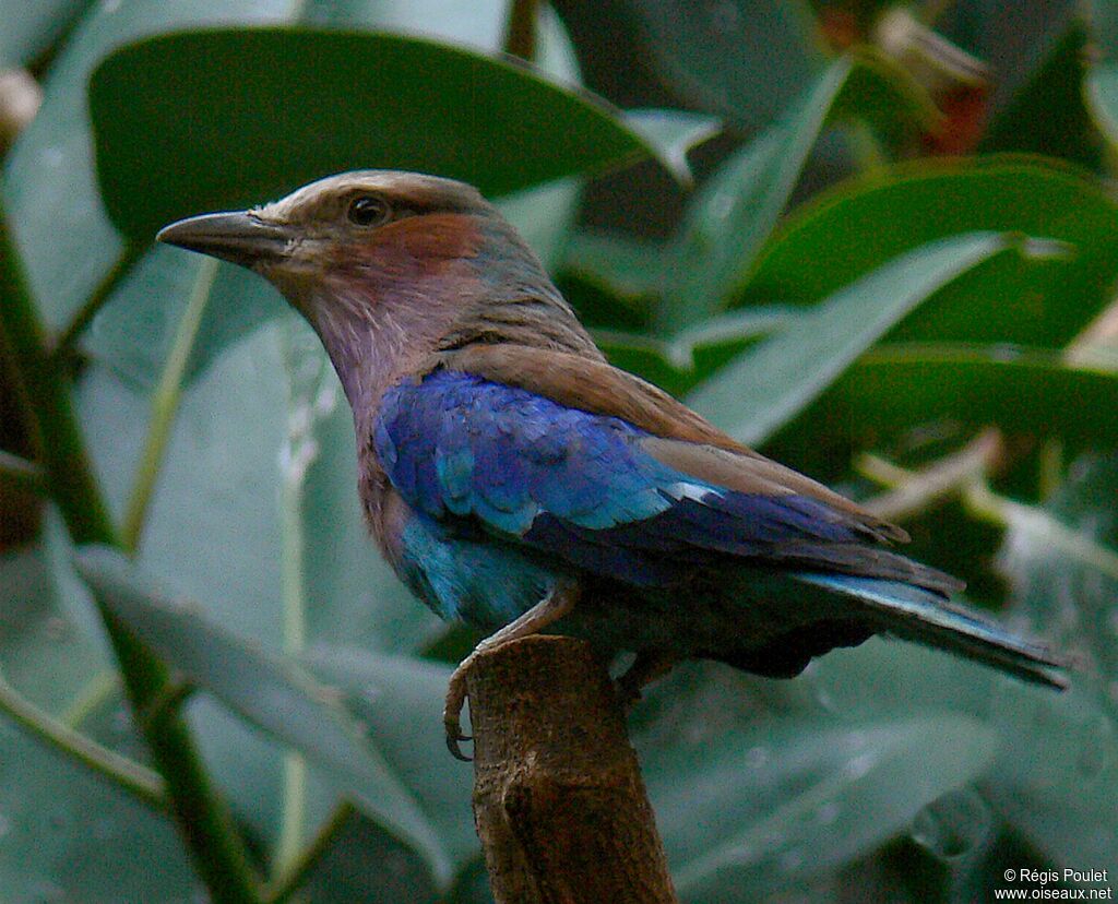 Lilac-breasted Roller