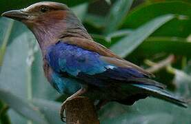 Lilac-breasted Roller