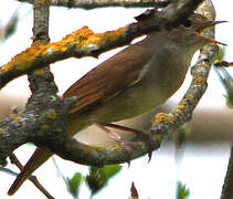 Common Nightingale