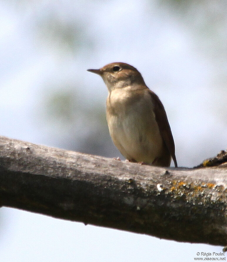 Common Nightingaleadult