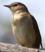 Common Nightingale