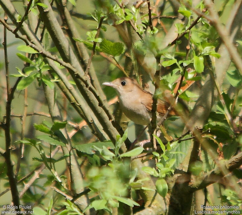 Common Nightingale male adult, Behaviour