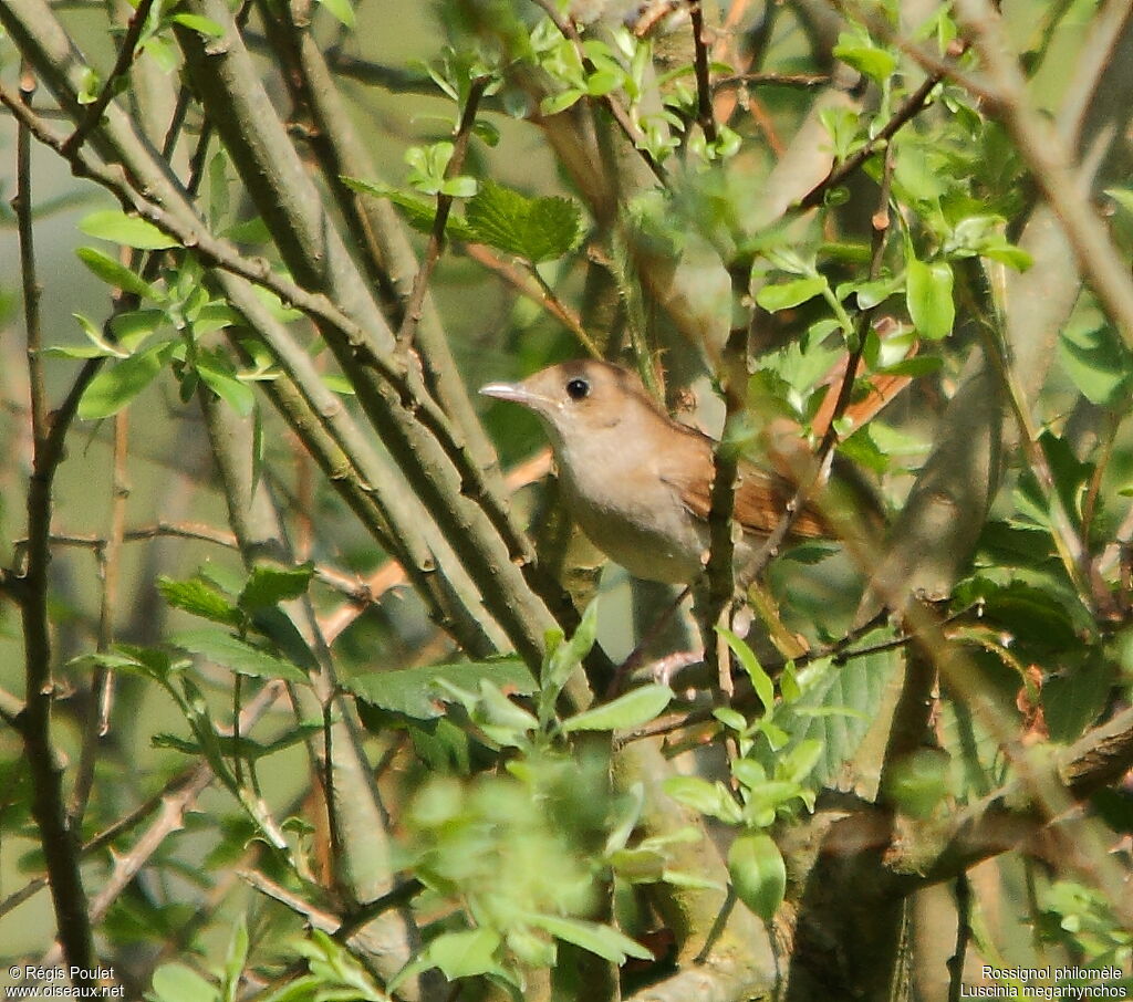 Common Nightingale male adult, Behaviour