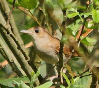 Common Nightingale