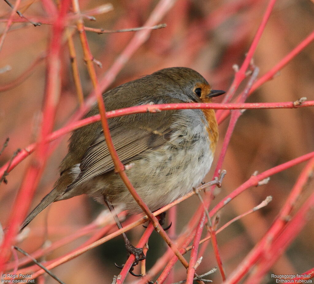 Rougegorge familier, identification