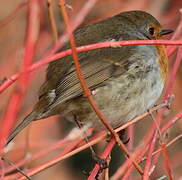 European Robin