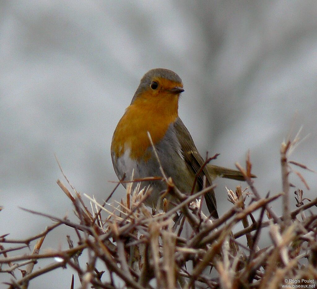 Rougegorge familieradulte