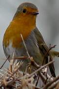 European Robin