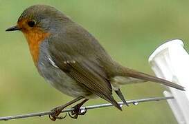 European Robin