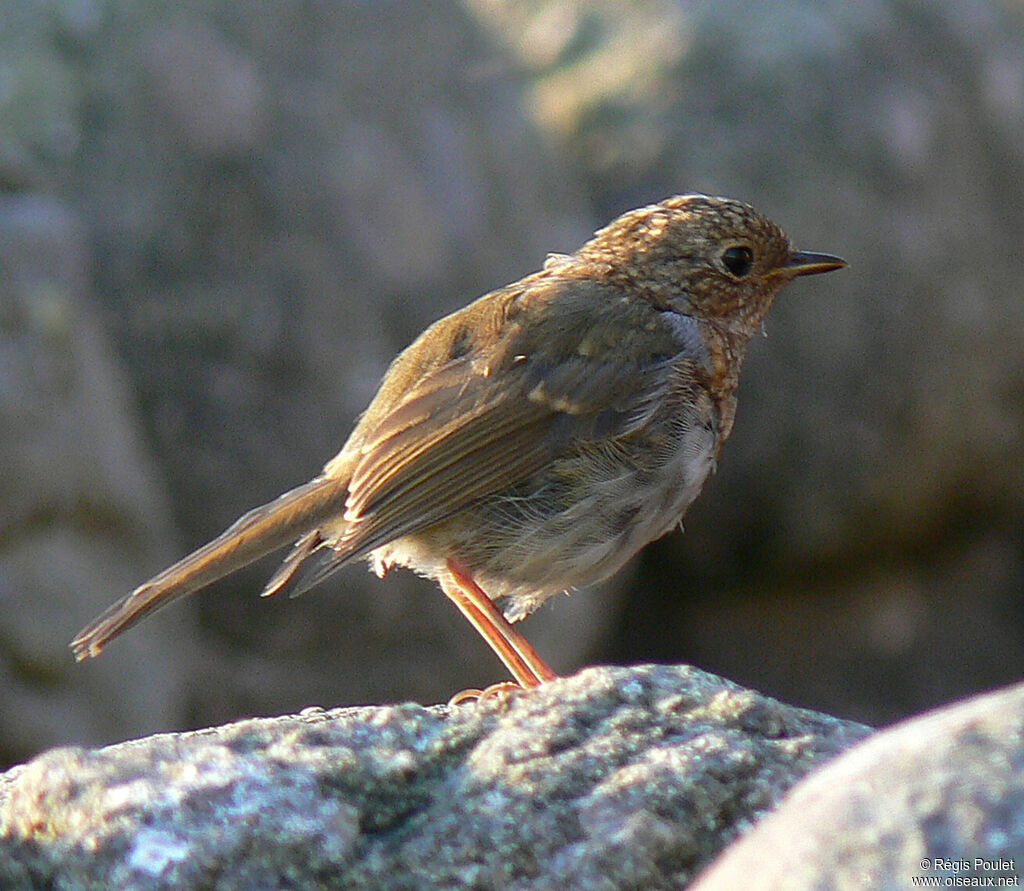 Rougegorge familierjuvénile, identification