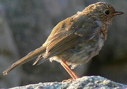 European Robin