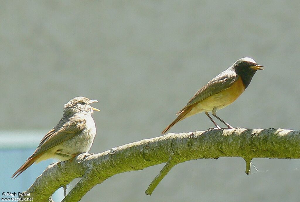 Common Redstart