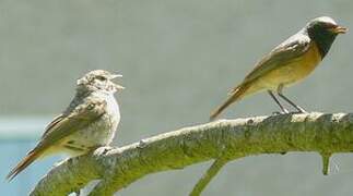 Common Redstart