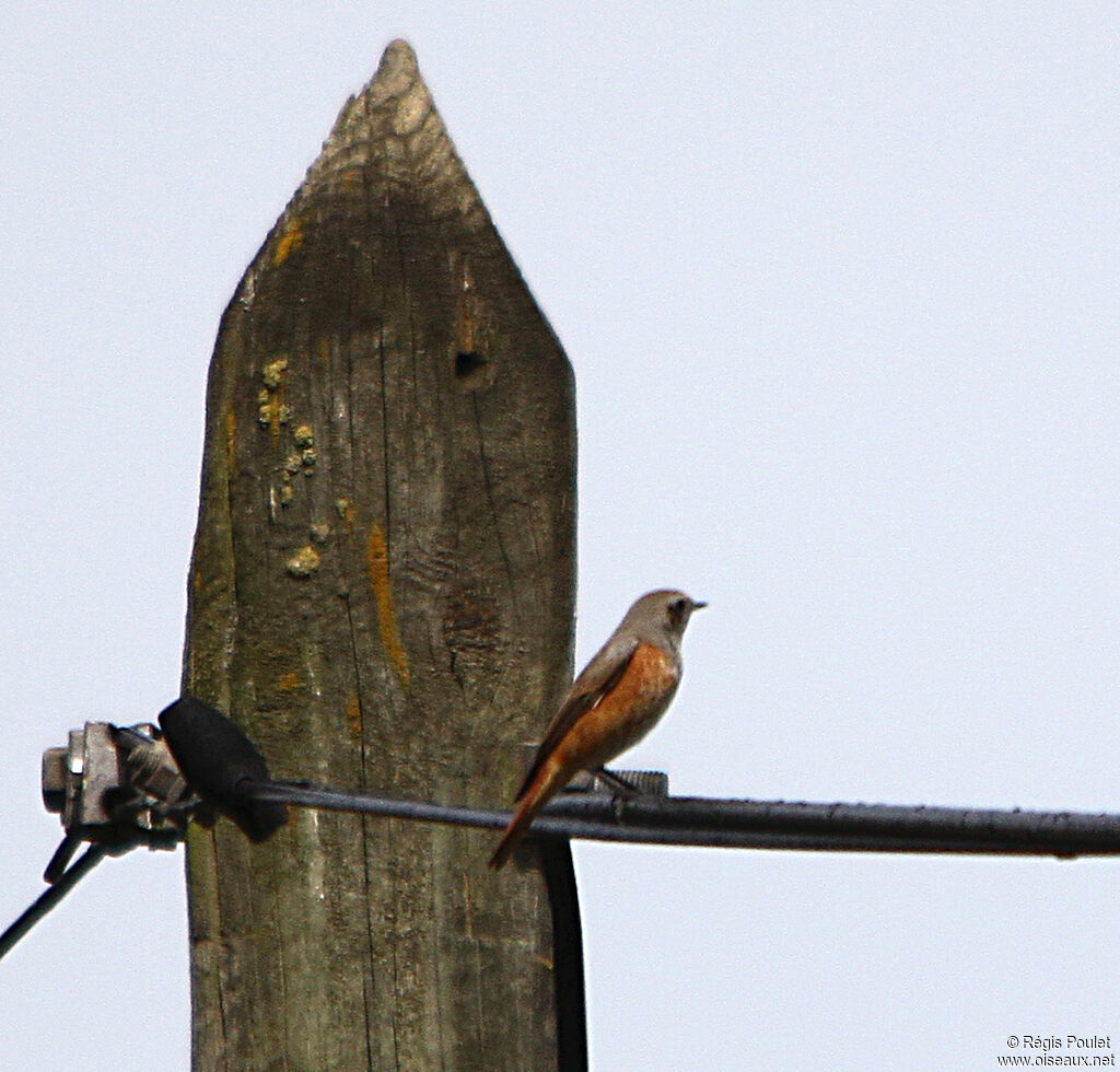 Common Redstart male First year