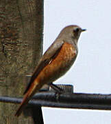 Common Redstart