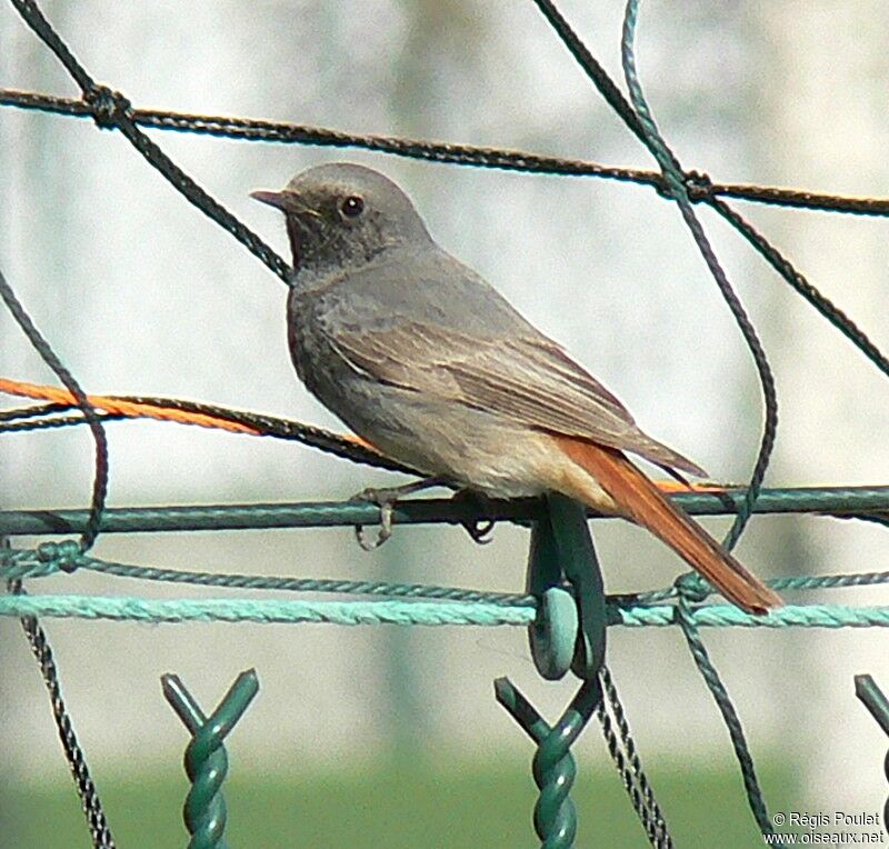 Black Redstart male First year