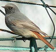 Black Redstart