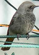 Black Redstart