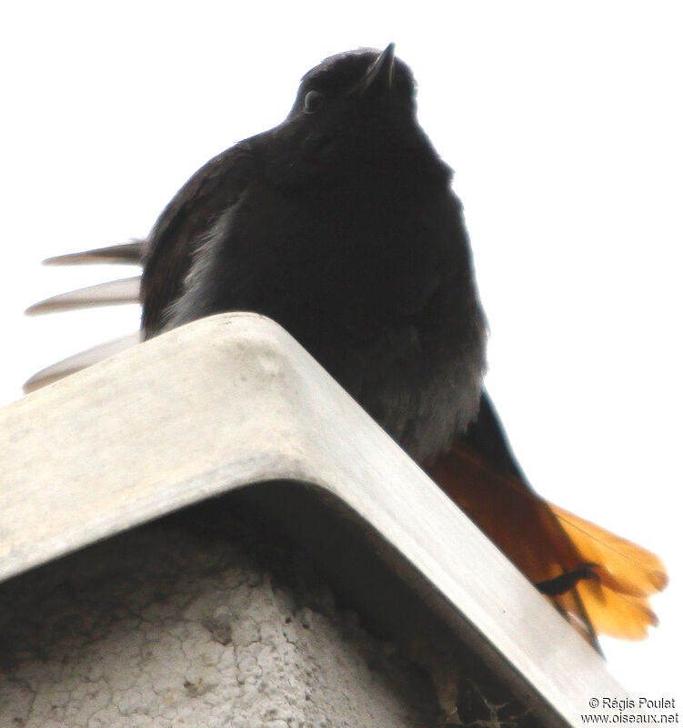 Black Redstart male adult, Behaviour