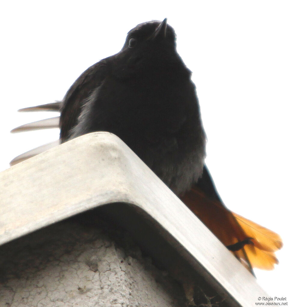 Black Redstart male adult, Behaviour