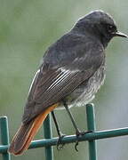 Black Redstart