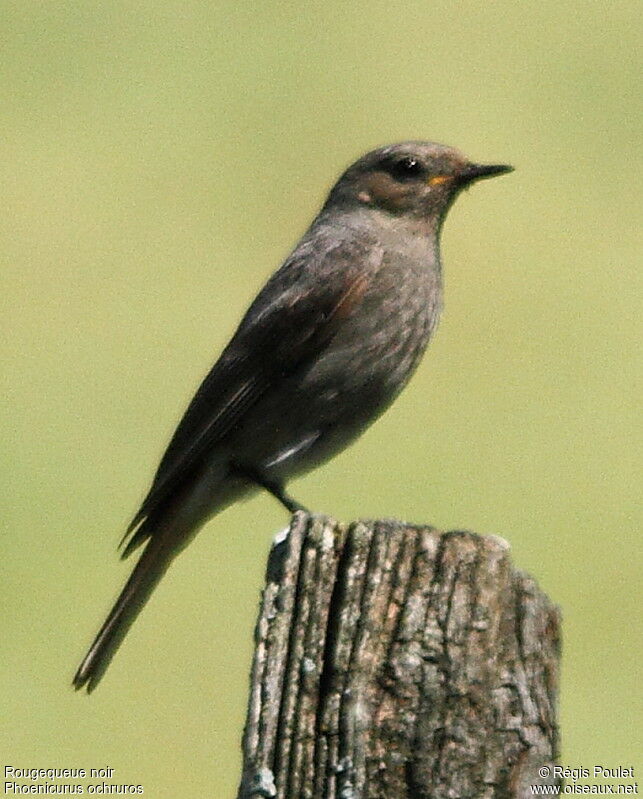 Black Redstart