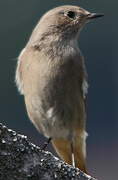 Black Redstart