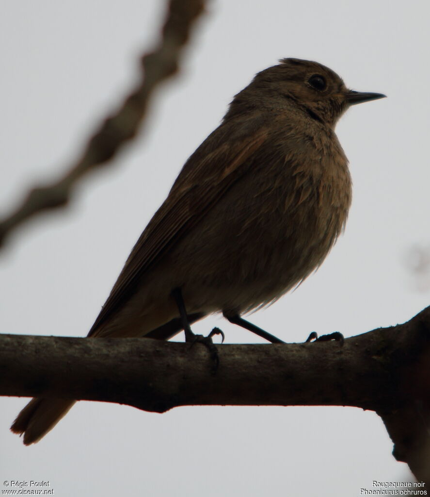 Black Redstart female adult, identification