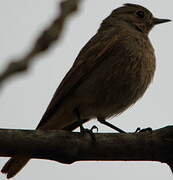 Black Redstart