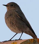 Black Redstart