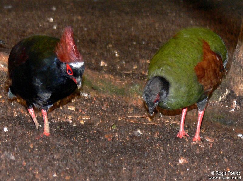 Crested Partridge 