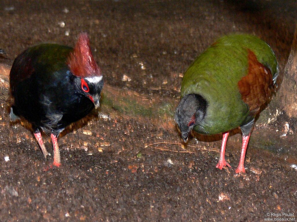 Crested Partridge 