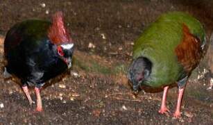 Crested Partridge