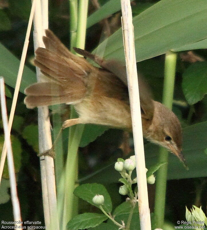 Common Reed Warbler