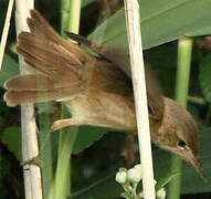 Common Reed Warbler