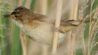 Common Reed Warbler