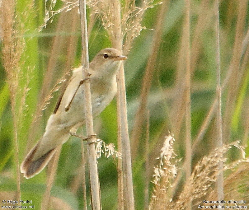 Eurasian Reed Warbler