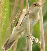 Eurasian Reed Warbler