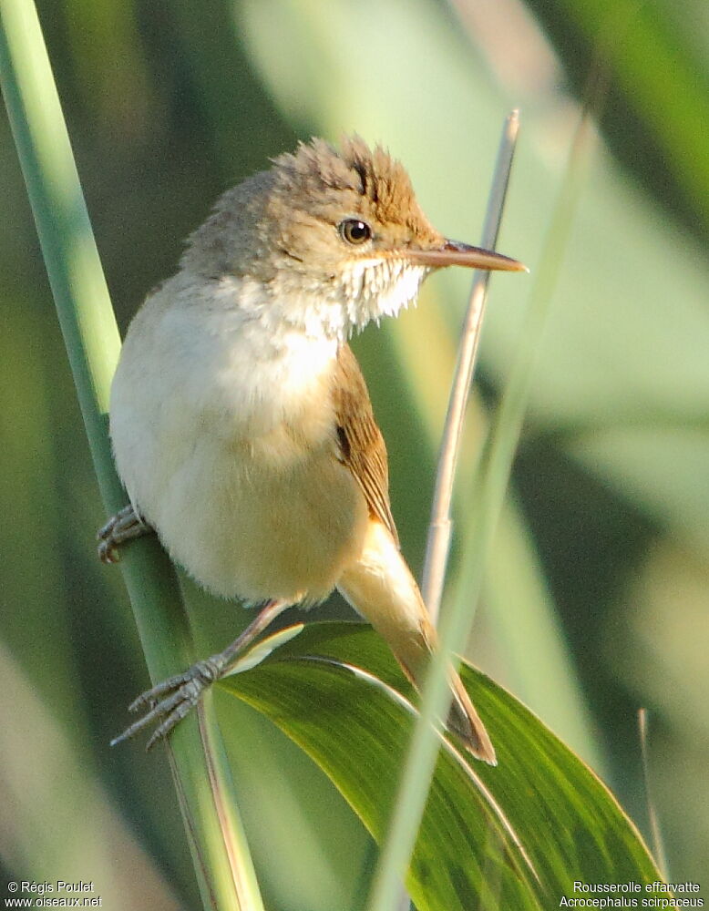 Rousserolle effarvatte, identification