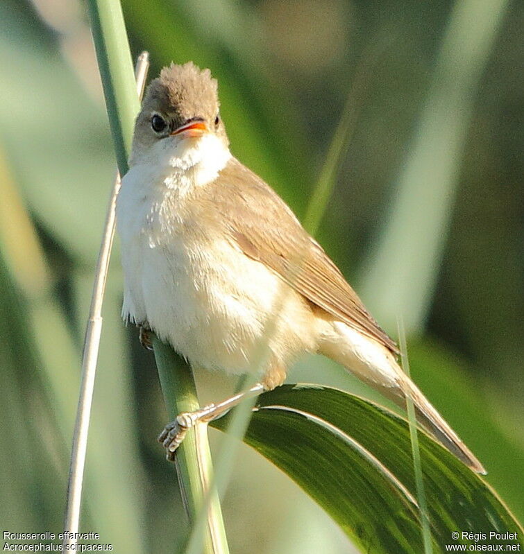 Eurasian Reed Warbler