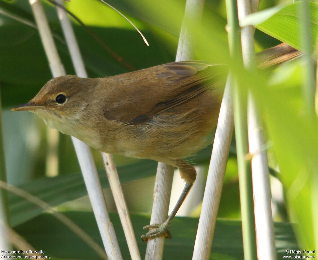 Rousserolle effarvatteimmature, identification