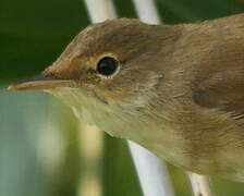 Eurasian Reed Warbler