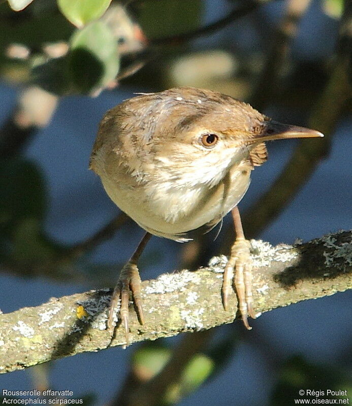 Eurasian Reed Warbleradult