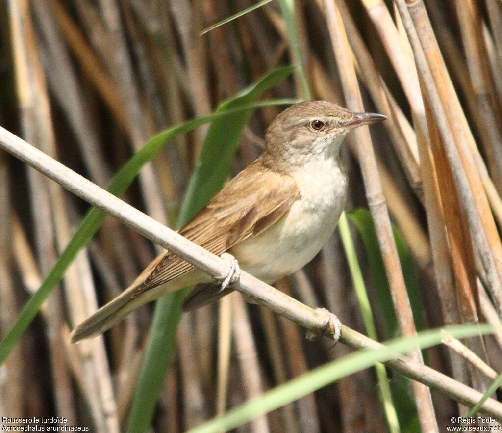 Rousserolle turdoïde, identification