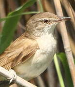 Great Reed Warbler